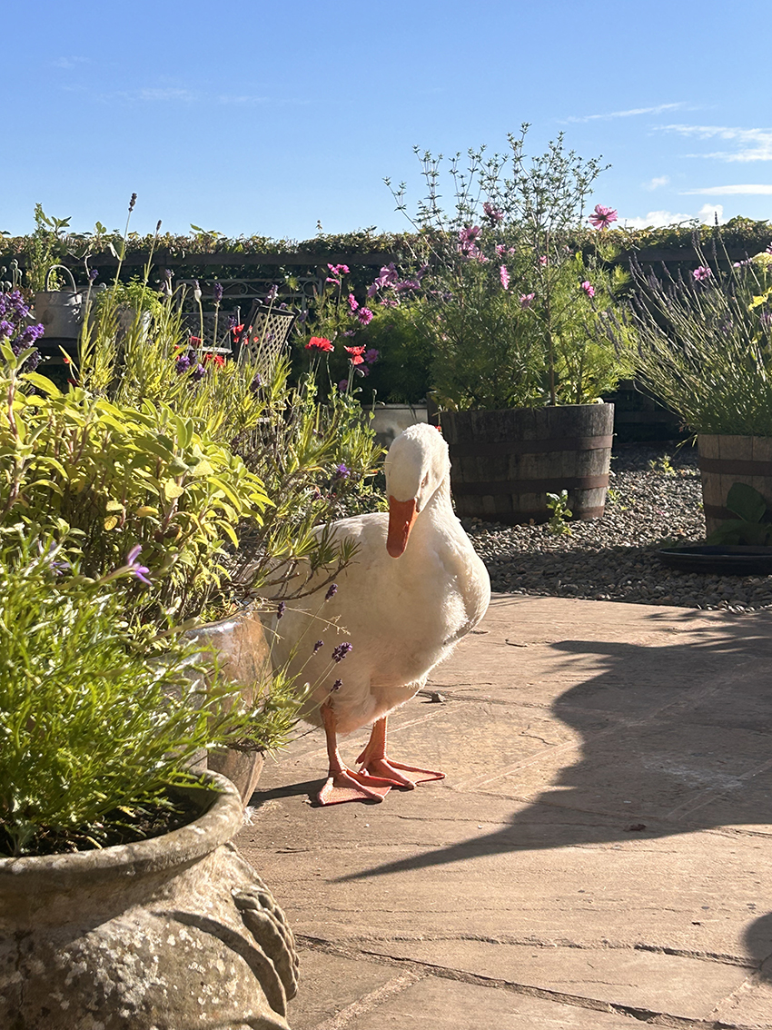 IMG_4388.jpeg