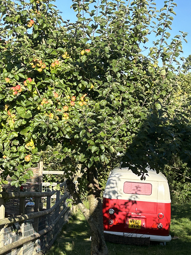 IMG_5246.jpeg